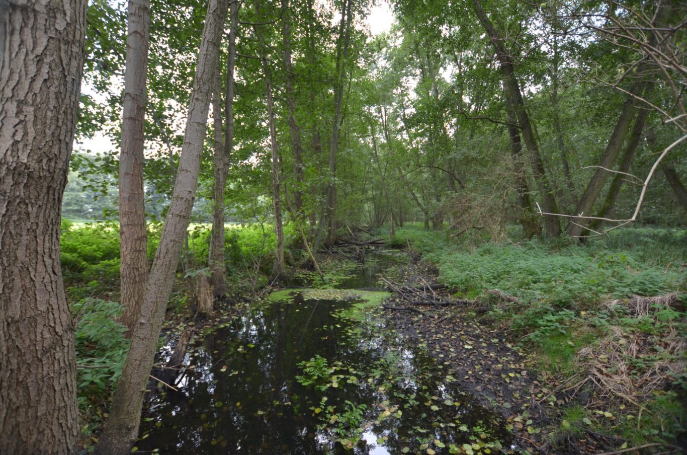 Spätsommer Spätsommer